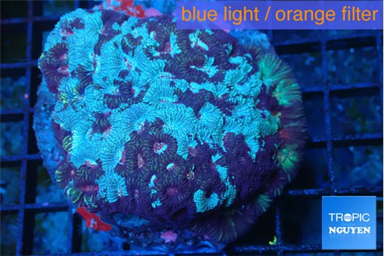 Favia purple blue marble 6-8 cm WYSIWYG acclimaté