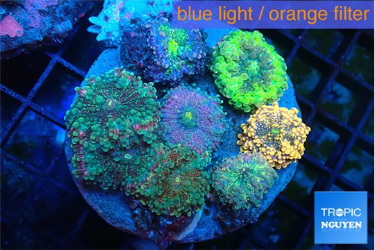 Ricordea yuma garden mix color 7-12 cm WYSIWYG acclimaté