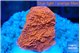 Montipora red plate 2-3 cm WYSIWYG acclimaté