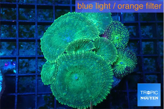 Rhodactis green 7-12 cm WYSIWYG acclimaté