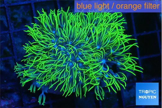 Briaerium neon green 7-12 cm WYSIWYG acclimaté