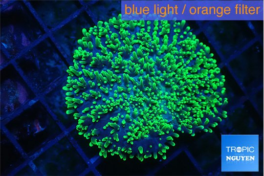 Ricordea neon green long hair 5-8 cm WYSIWYG acclimaté