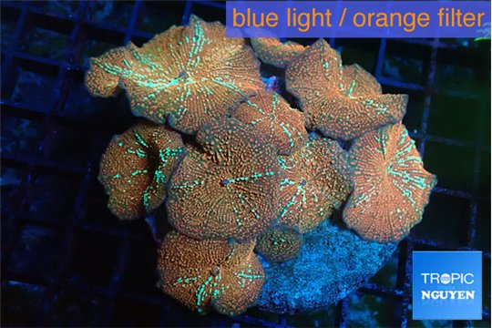 Discosoma red flame 7-12 cm WYSIWYG acclimaté