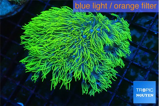 Briaerium green 6-9 cm WYSIWYG acclimaté