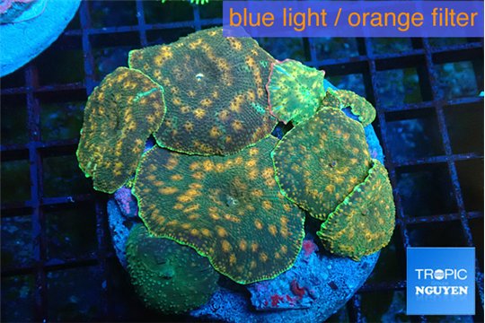 Discosoma golden fusion 7-12 cm WYSIWYG acclimaté