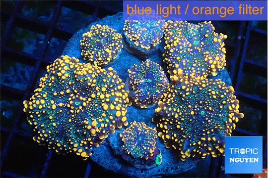 Ricordea yuma red 7-12 cm WYSIWYG acclimaté