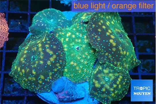 Discosoma golden fusion 7-12 cm WYSIWYG acclimaté