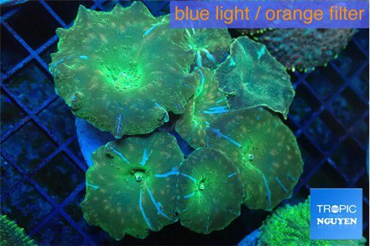 Discosoma green blue flame 7-12 cm WYSIWYG acclimaté