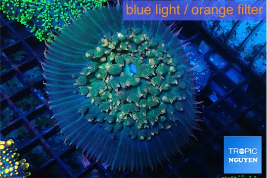 Rhodactis oscilufera green & orange tip bubbles 4-6 cm WYSIWYG acclimaté