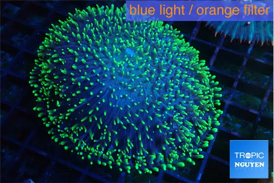 Ricordea neon green long hair 5-8 cm WYSIWYG acclimaté