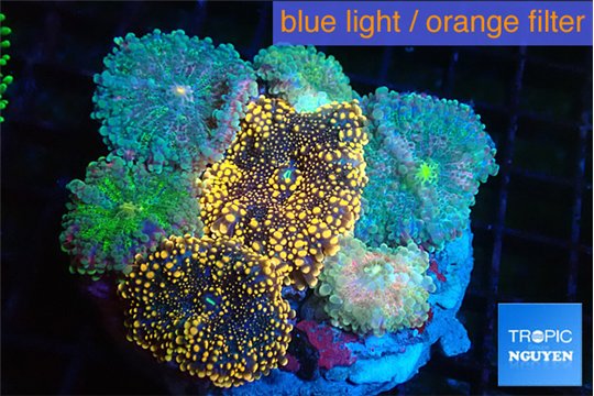 Ricordea yuma garden mix color 7-12 cm WYSIWYG acclimaté