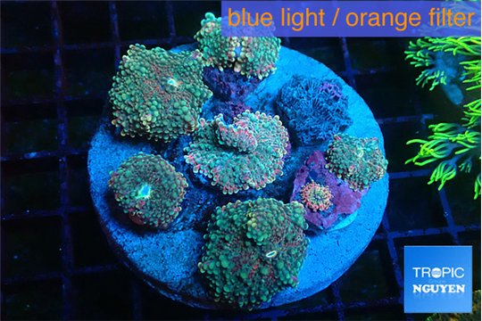 Ricordea yuma green & pink 7-12 cm WYSIWYG acclimaté