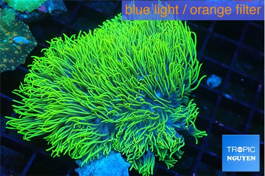 Briaerium neon green 4-7 cm WYSIWYG acclimaté