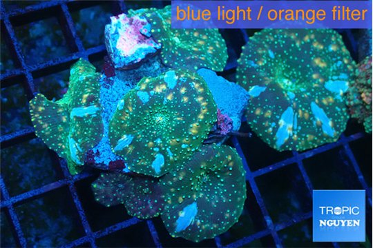 Discosoma golden fusion & blue flame 4-5 polyps WYSIWYG acclimaté