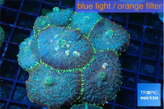 Rhodactis purple blue & golden line 7-12 cm WYSIWYG acclimaté