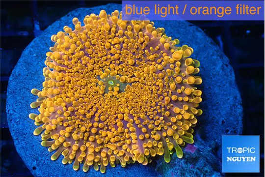 Ricordea yuma red devils premium 4-7 cm WYSIWYG acclimaté