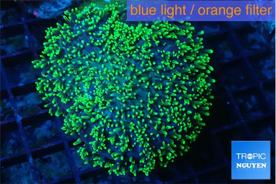 Ricordea neon green long hair 7-12 cm WYSIWYG acclimaté