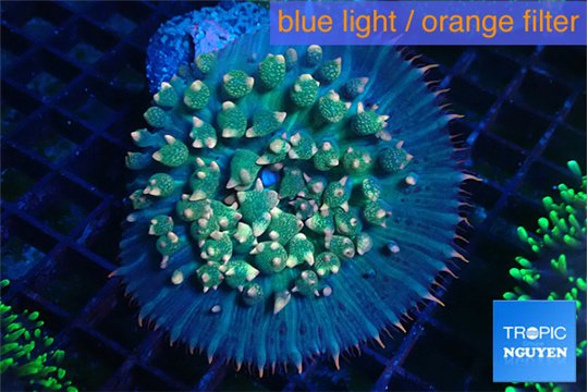 Rhodactis oscilufera green & orange tip bubbles 4-6 cm WYSIWYG acclimaté