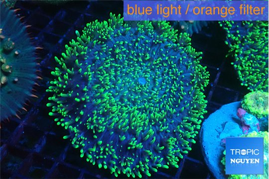 Ricordea neon green long hair 7-12 cm WYSIWYG acclimaté