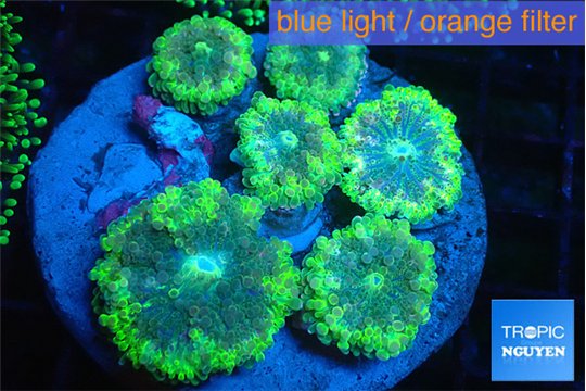 Ricordea yuma green 7-12 cm WYSIWYG acclimaté