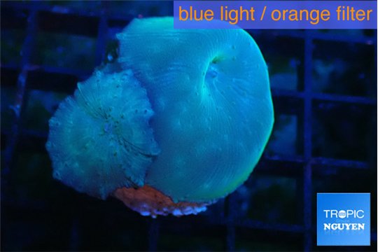 Discosoma deep blue avatar 2 polyps WYSIWYG acclimaté