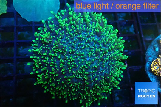 Ricordea neon green long hair 7-12 cm WYSIWYG acclimaté