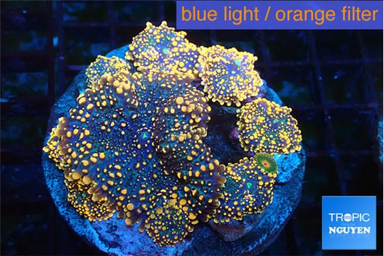 Ricordea yuma red 7-12 cm WYSIWYG acclimaté