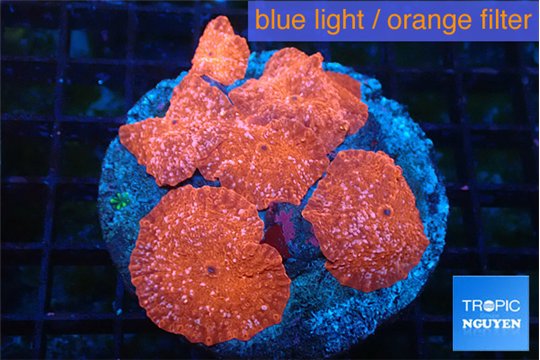 Discosoma red fire 7-12 cm WYSIWYG acclimaté