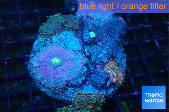 Ricordea yuma purple green 3-4 polyps WYSIWYG acclimaté