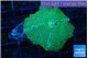 Discosoma green blue flame 1 polyp WYSIWYG acclimaté
