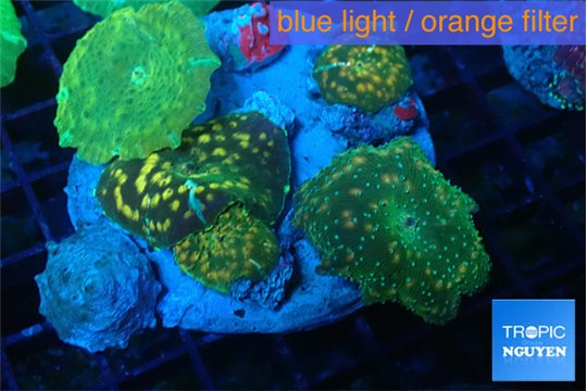 Discosoma mix color 5 polyps WYSIWYG acclimaté