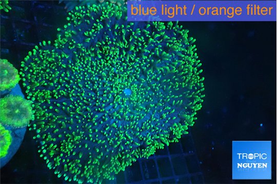 Ricordea neon green long hair 7-12 cm WYSIWYG acclimaté