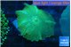 Discosoma green blue flame 1 polyp WYSIWYG acclimaté