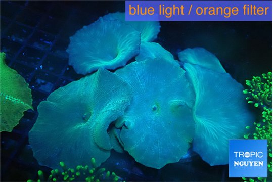 Discosoma deep blue avatar 7-12 cm WYSIWYG acclimaté