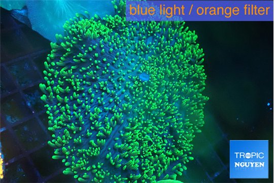 Ricordea neon green long hair 5-8 cm WYSIWYG acclimaté