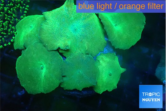 Discosoma full neon green 7-12 cm WYSIWYG acclimaté