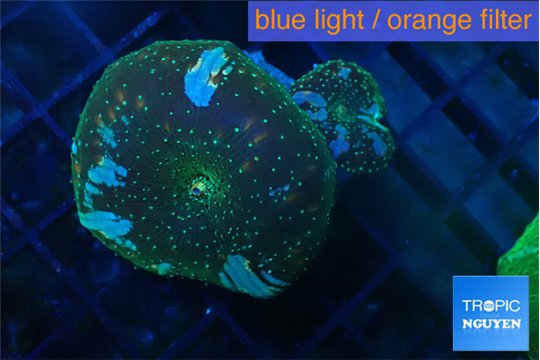 Discosoma golden fusion & blue flame 2 polyps WYSIWYG acclimaté