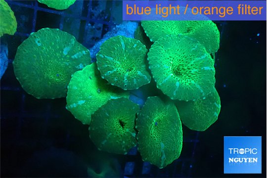 Discosoma green blue flame 7-11 cm WYSIWYG acclimaté