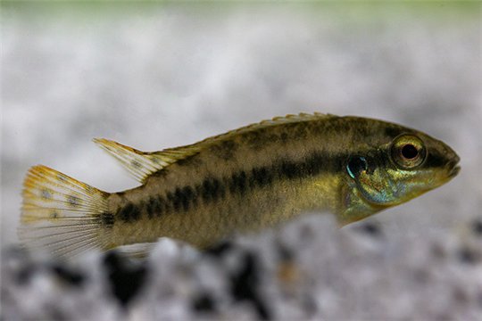 Enigmatochromis lucanusi 3-4 cm