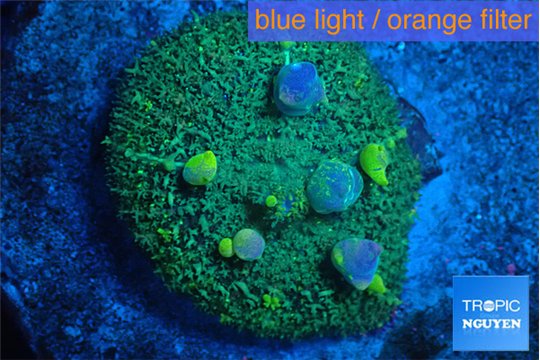 Rhodactis bulls green purple 3-5 cm WYSIWYG acclimaté