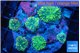 Ricordea yuma green 6-7 polyps WYSIWYG acclimaté