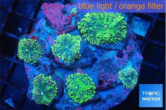 Ricordea yuma green 6-7 polyps WYSIWYG acclimaté