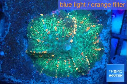 Rhodactis bulls green & orange 3-5 cm WYSIWYG acclimaté