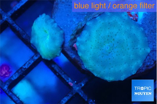 Discosoa depp blue avatar 2 polyps WYSIWYG acclimaté