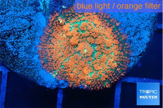 Rhodactis red super nova 3-6 cm WYSIWYG acclimaté