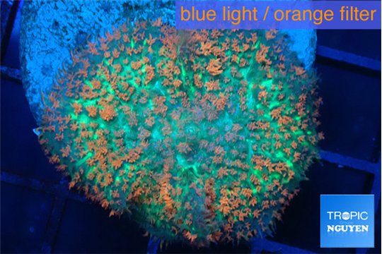 Rhodactis green & orange fusion 3-6 cm WYSIWYG acclimaté