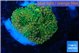 Ricordea floridae green 1 polyp WYSIWYG acclimaté
