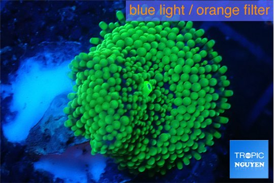 Ricordea floridae green 1 polyp WYSIWYG acclimaté