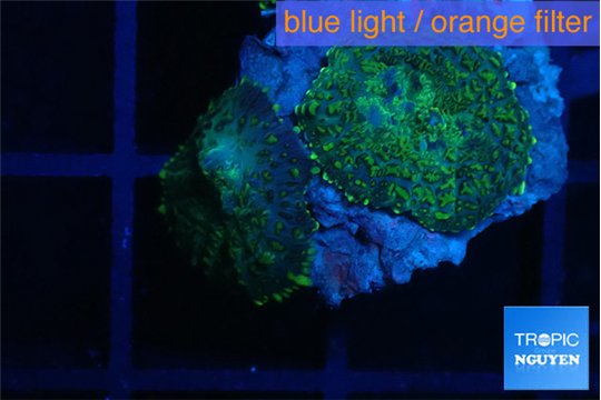 Rhodactis green & blue 2 polyps WYSIWYG acclimaté