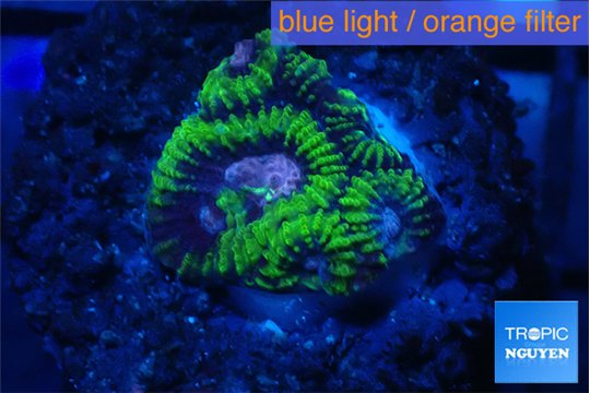 Favia space monkey 2-4 cm WYSIWYG acclimaté